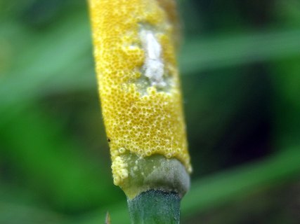 Epichloe typhina