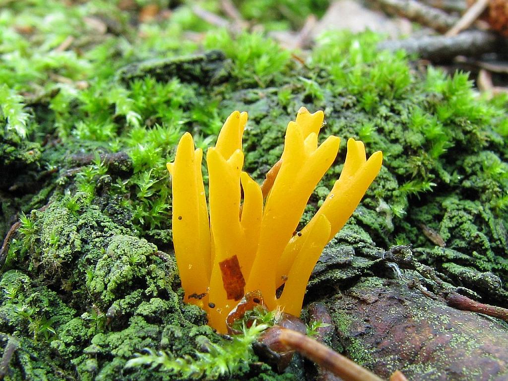 Calocera viscosa – Калоцера клейкая