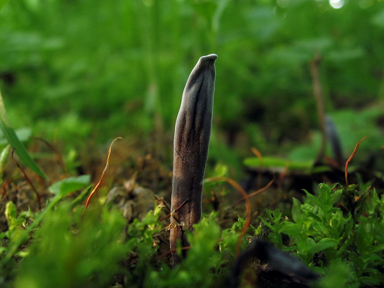 Geoglossum