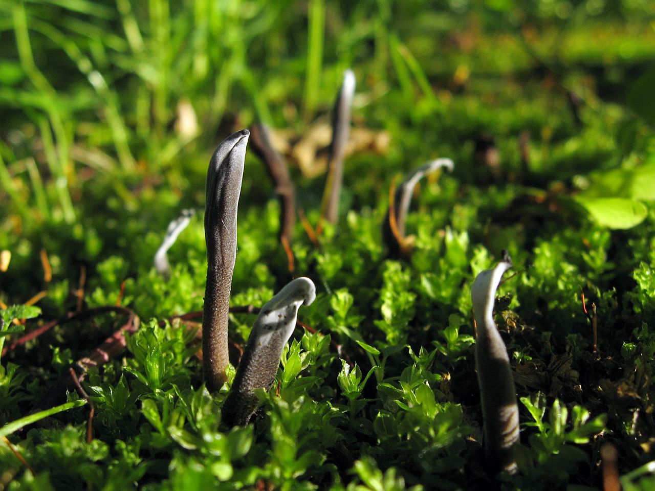 Geoglossum fallax