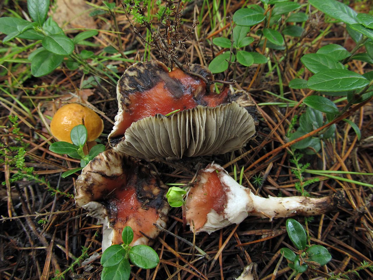 Gomphidius roseus