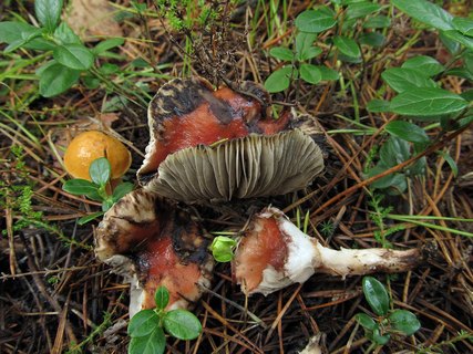 Gomphidius roseus