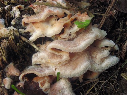 Merulius tremellosus