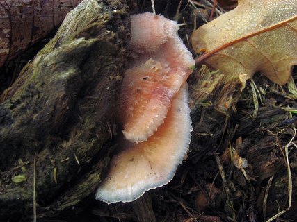 Merulius tremellosus