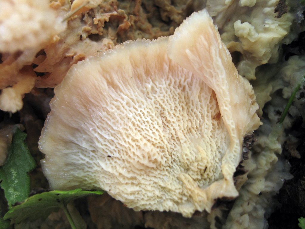 Merulius tremellosus