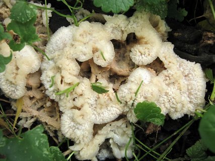Merulius tremellosus