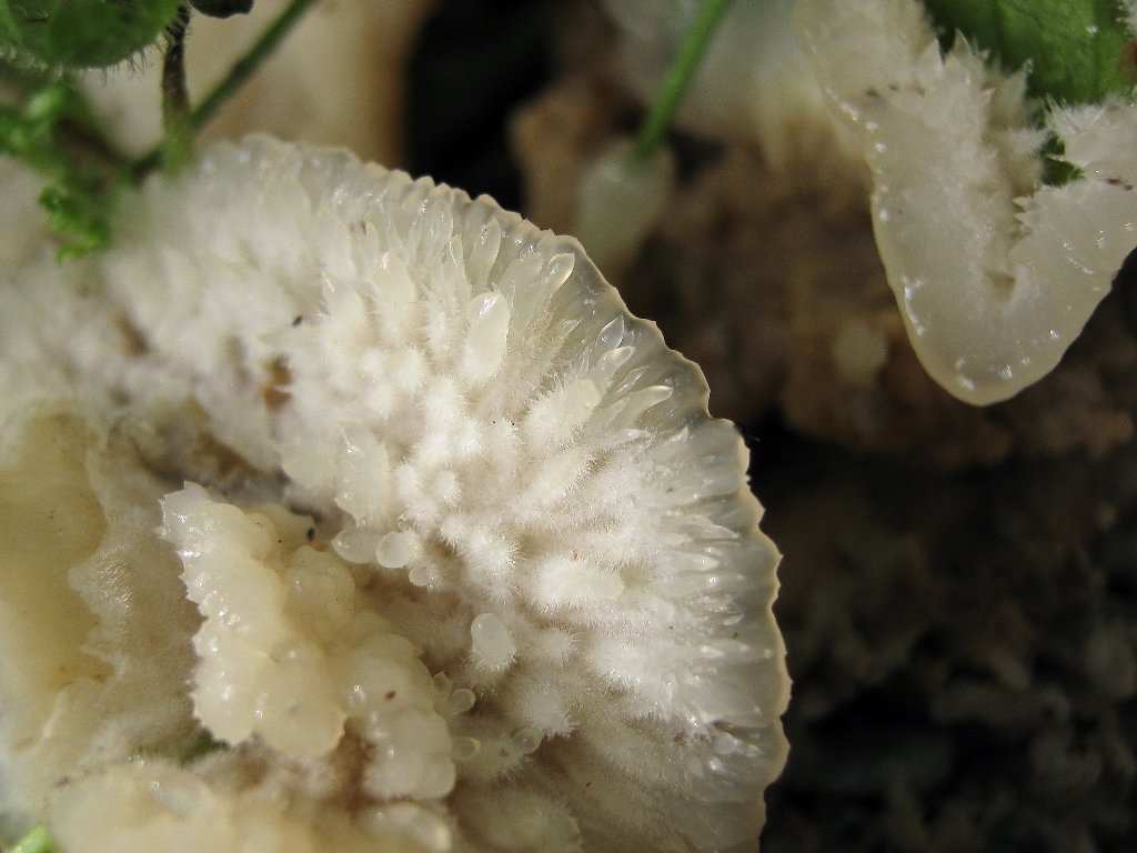 Merulius tremellosus