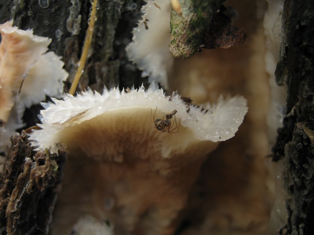 Merulius tremellosus