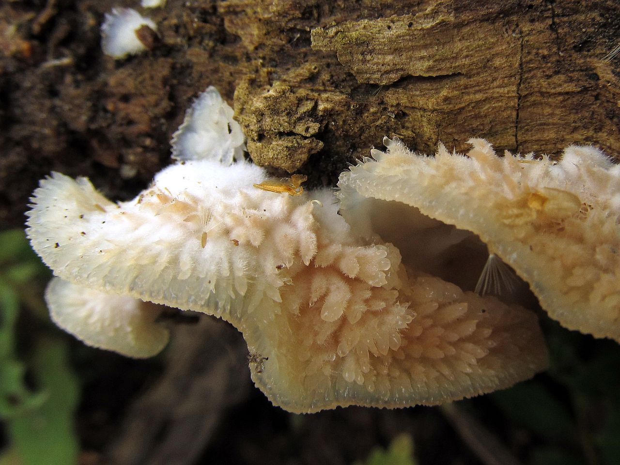 Merulius tremellosus