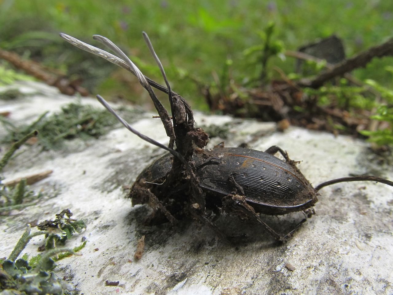 Ophiocordyceps