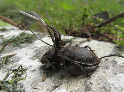 Ophiocordyceps entomorrhiza