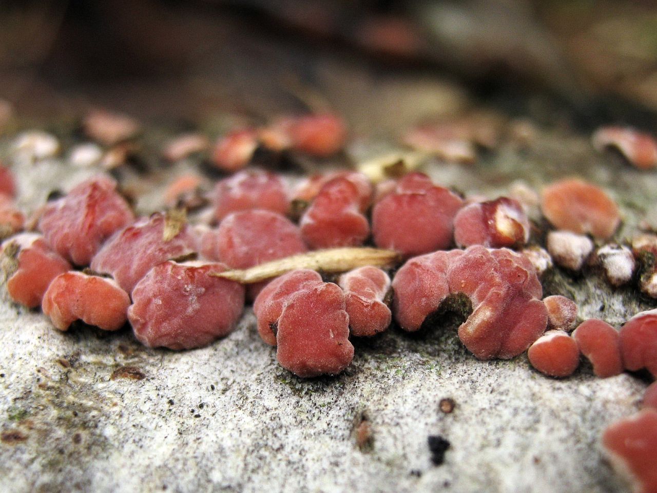 Peniophora rufa