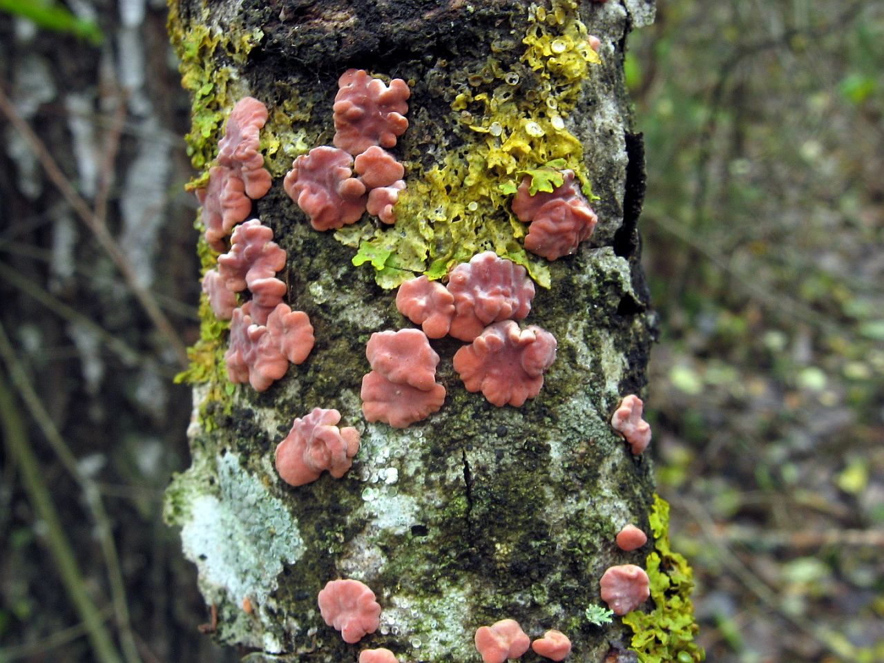 Peniophora rufa