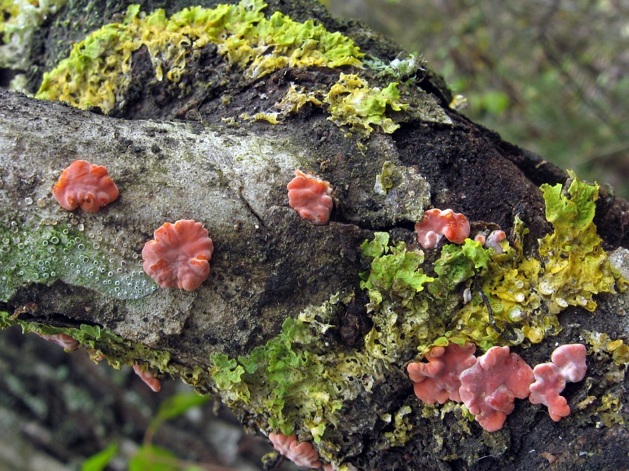 Peniophora rufa