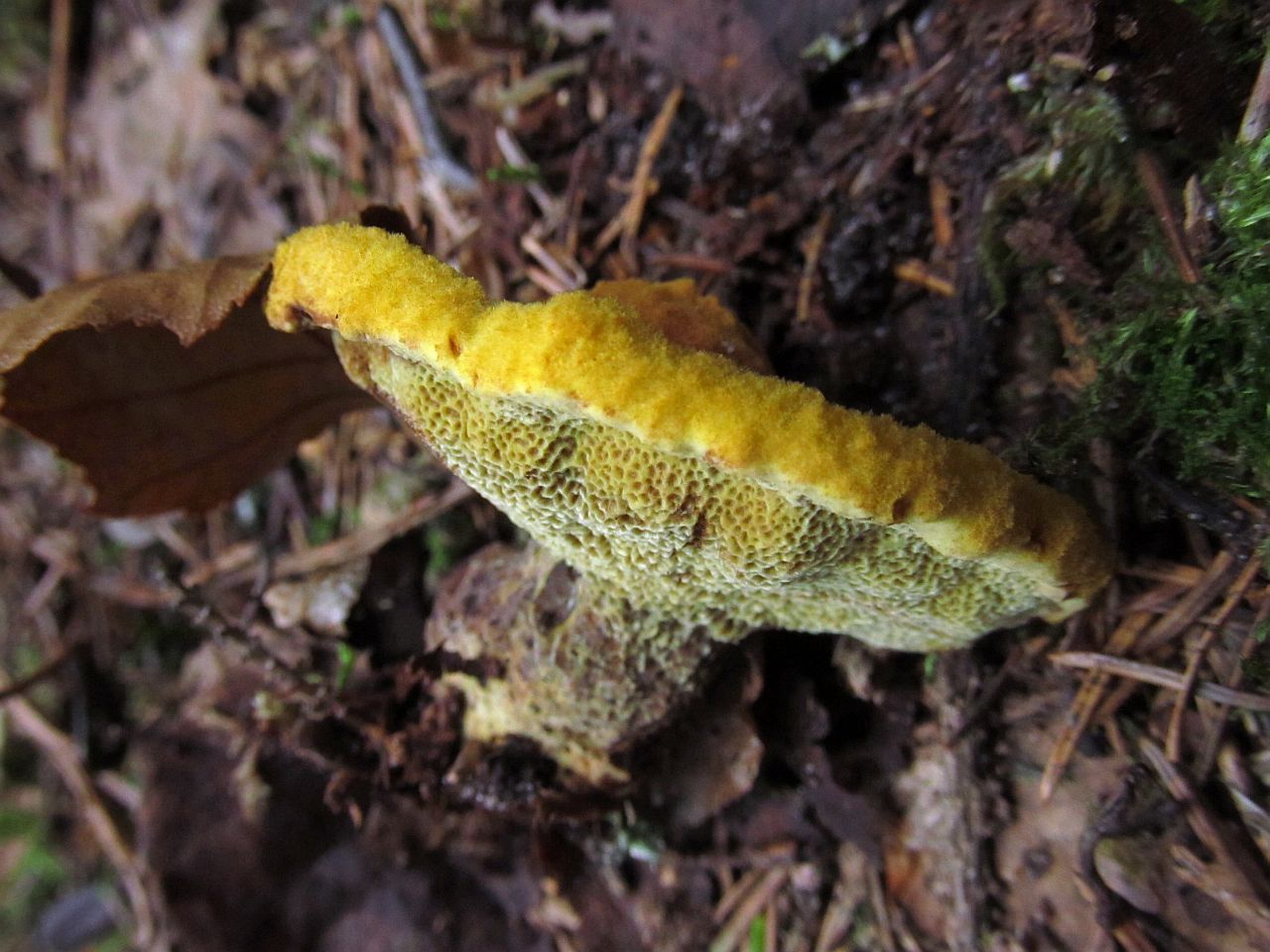 Phaeolus schweinitzii