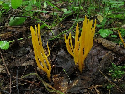 Calocera viscosa – Калоцера клейкая