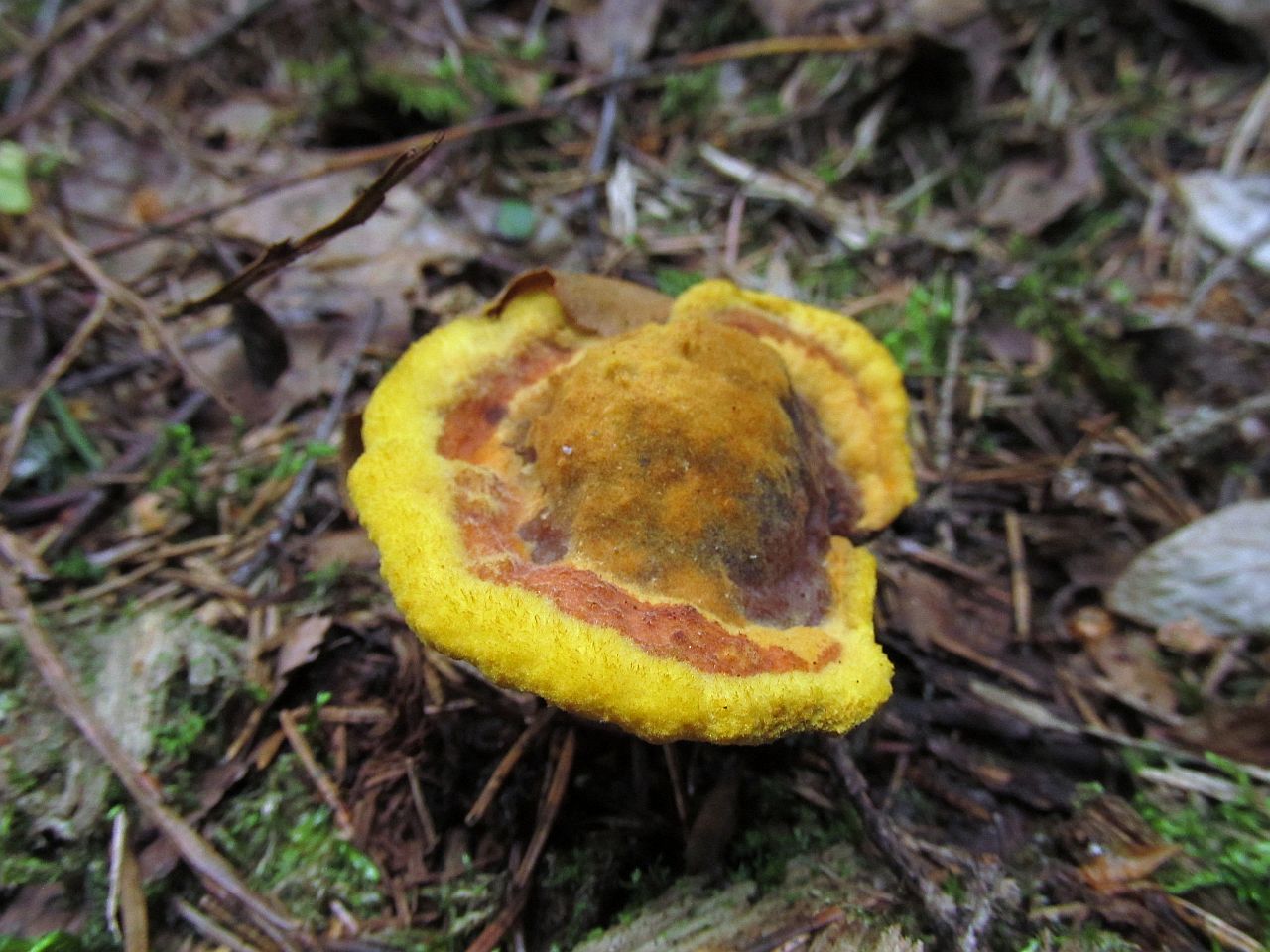Phaeolus schweinitzii