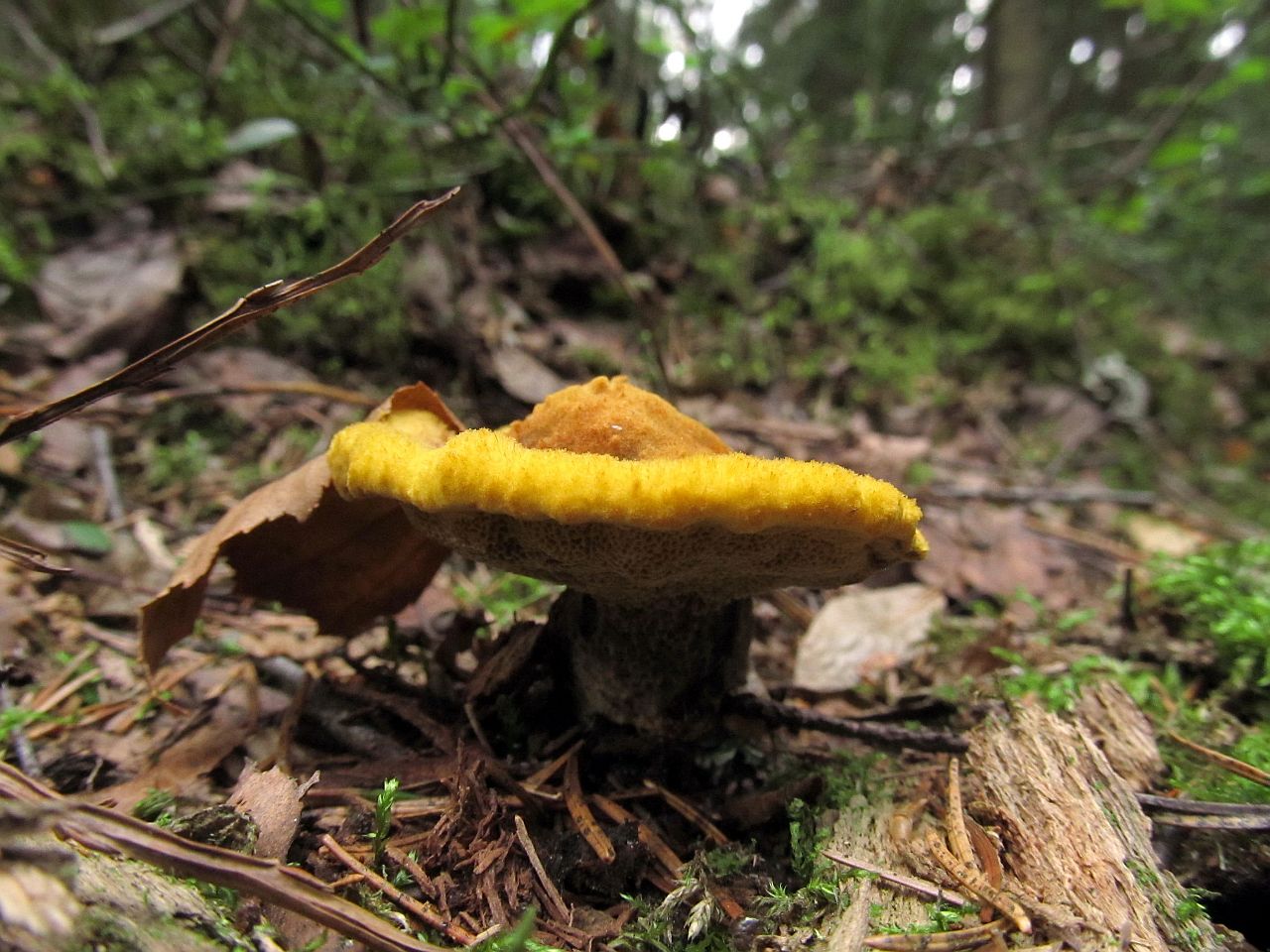 Phaeolus schweinitzii
