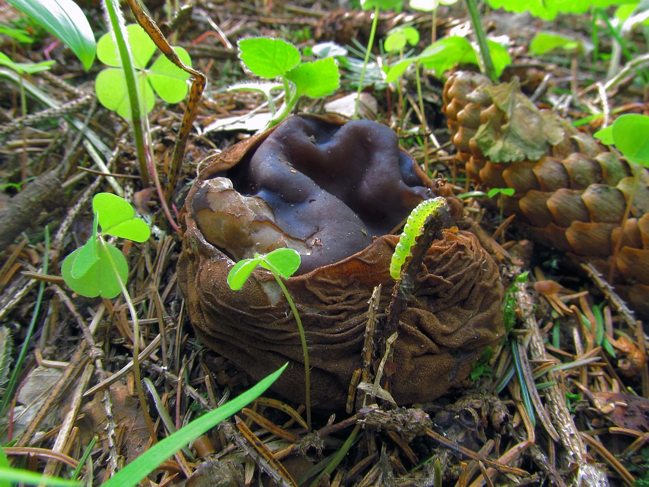 Sarcosoma globosum