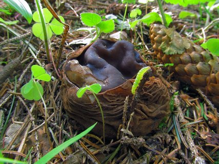 Sarcosoma globosum