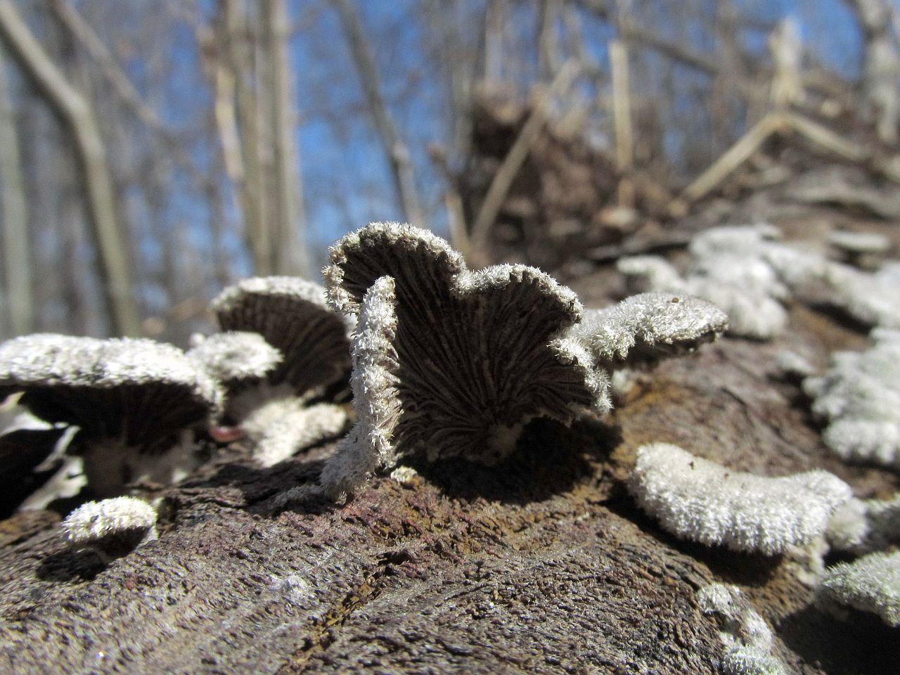 Schizophyllum commune