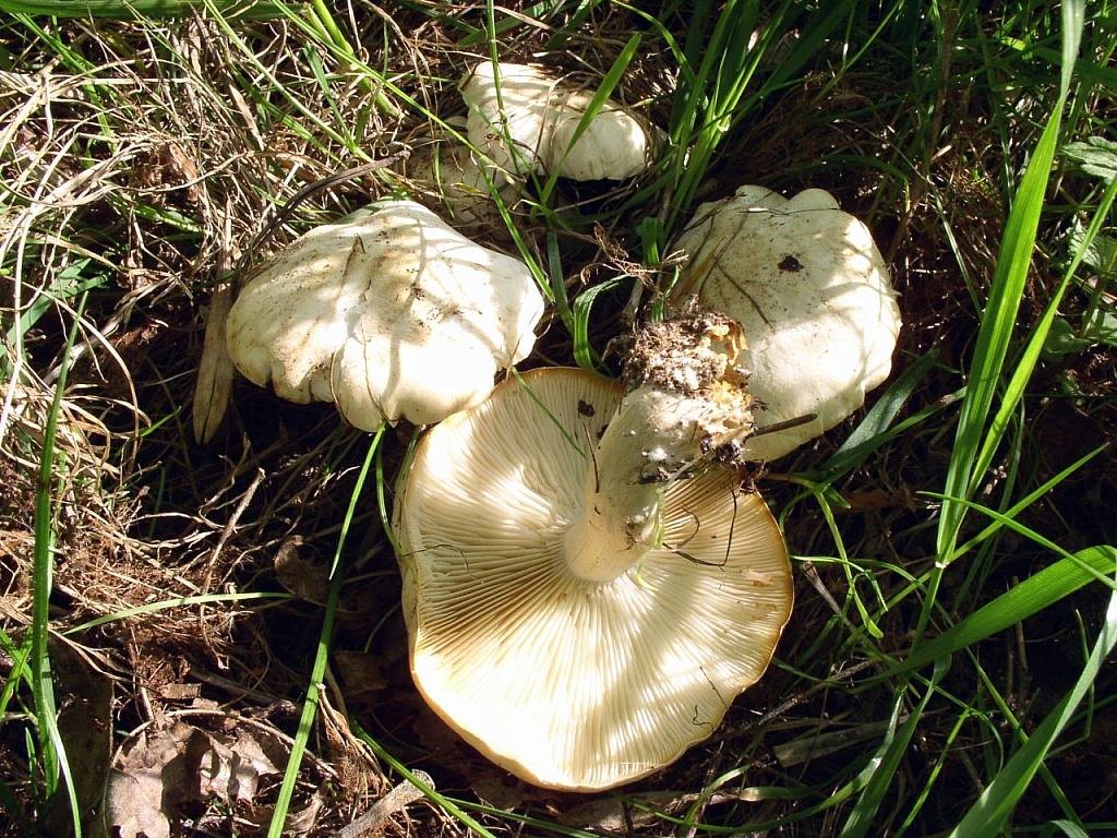 Calocybe