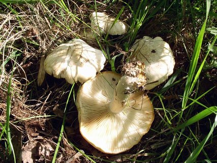 Calocybe gambosa
