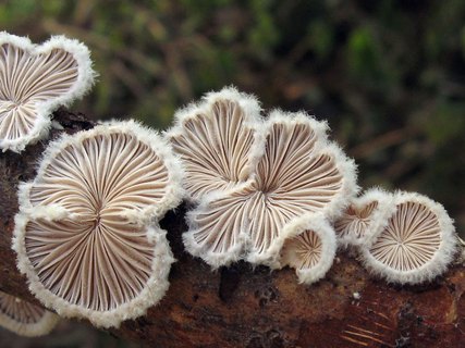 Schizophyllum commune