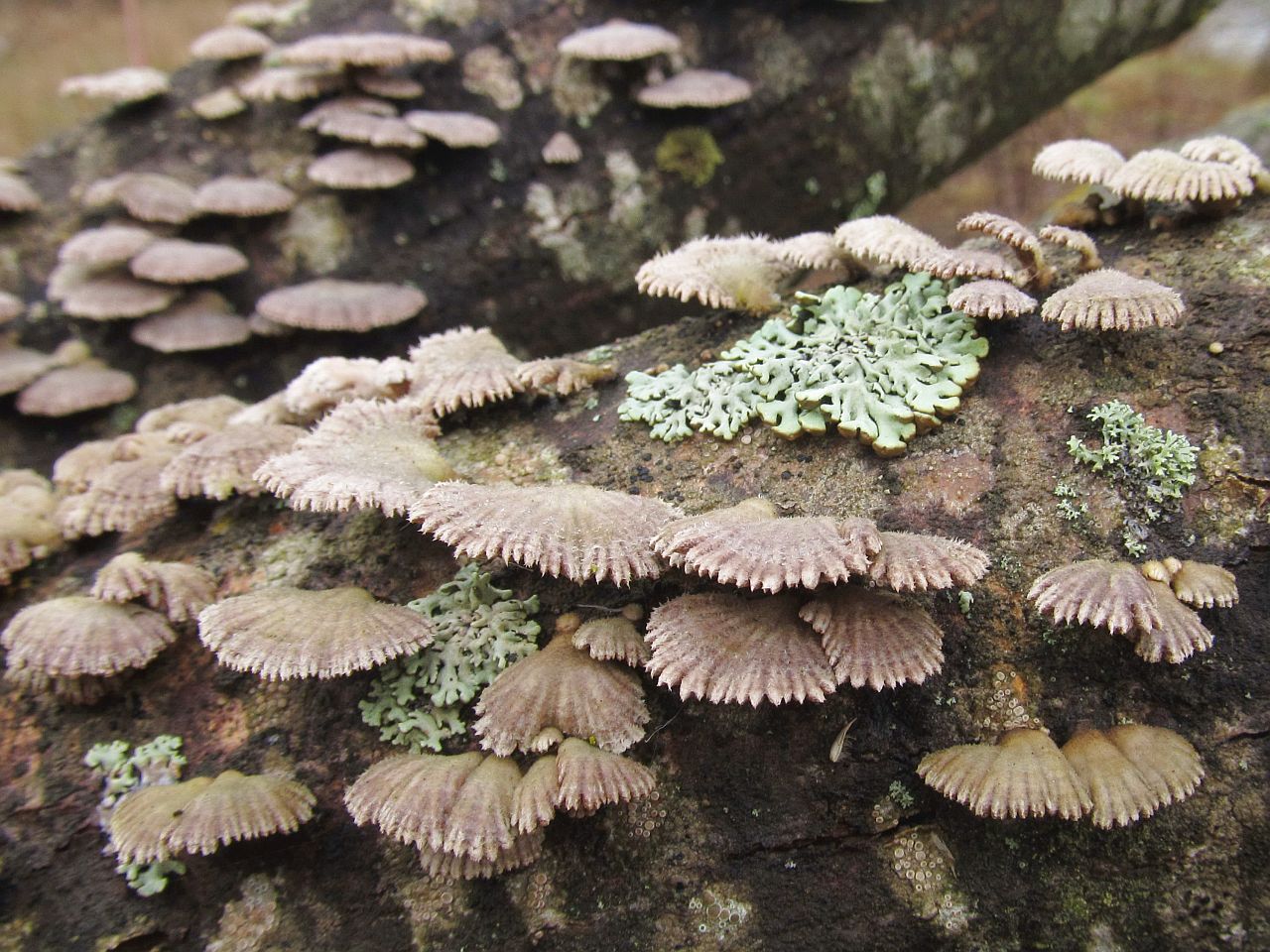 Schizophyllum commune