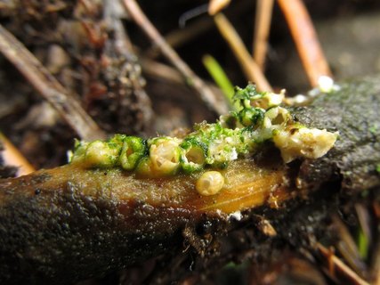 Sphaerobolus stellatus