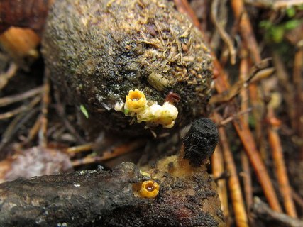 Sphaerobolus stellatus