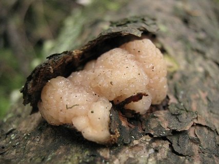 Tremella encephala