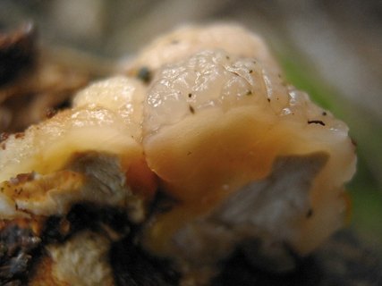 Tremella encephala