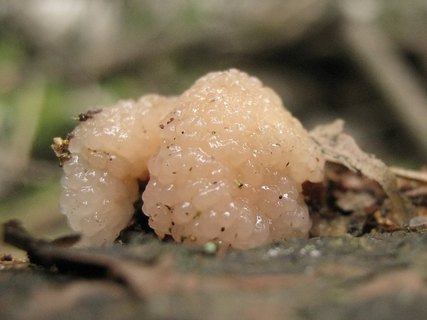 Tremella encephala
