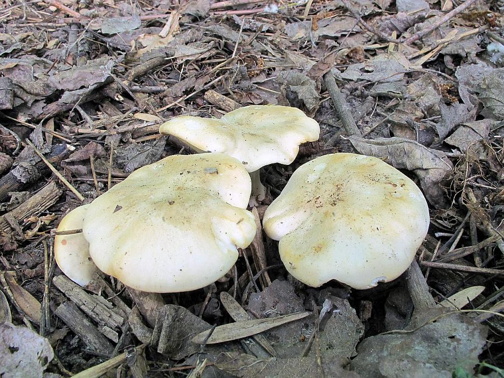 Calocybe gambosa