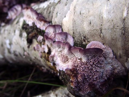 Trichaptum biforme
