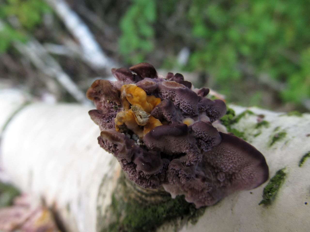 Trichaptum biforme