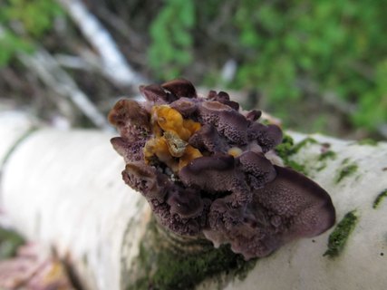Trichaptum biforme