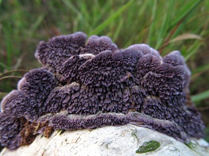Trichaptum biforme