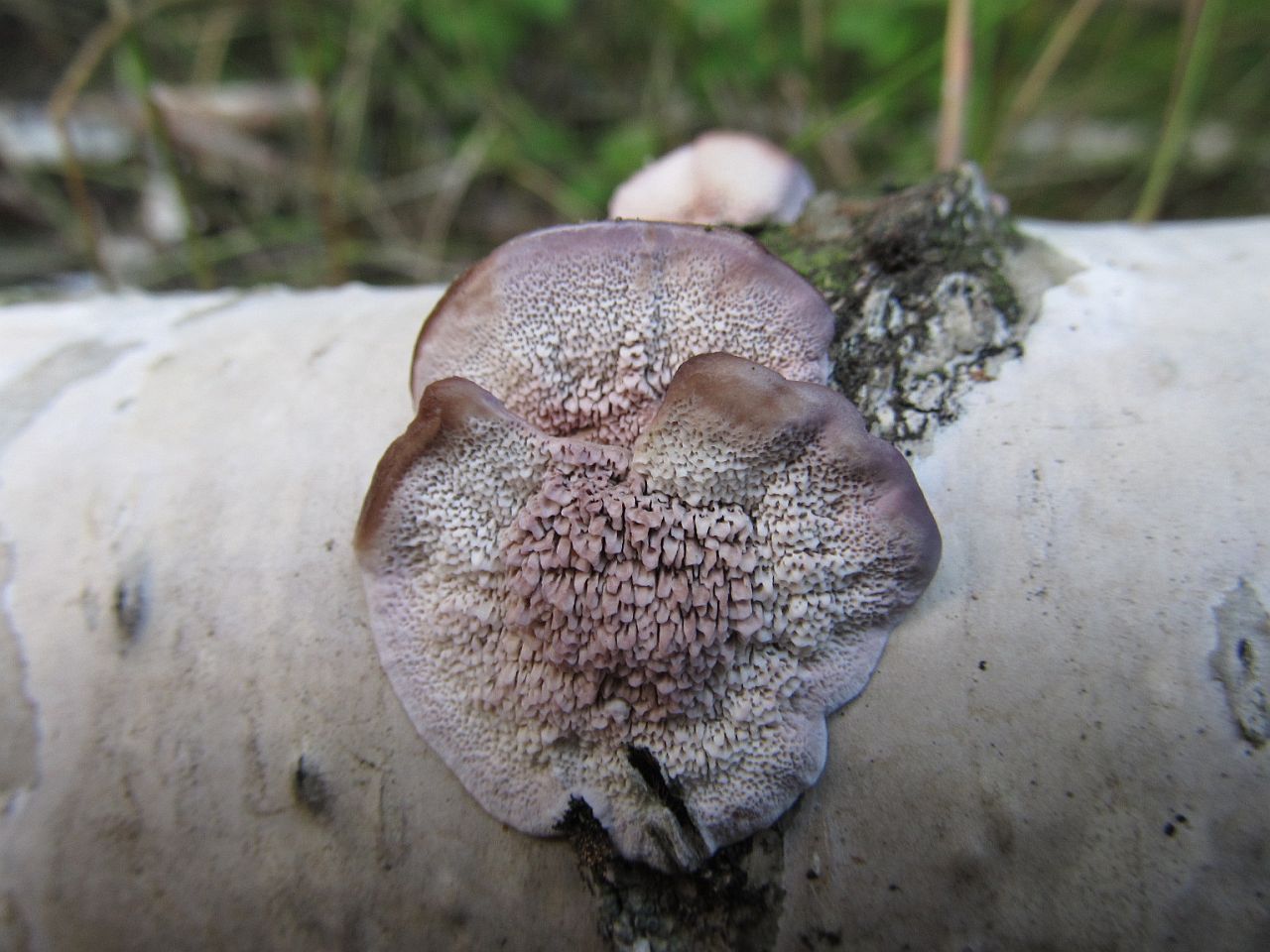 Trichaptum biforme