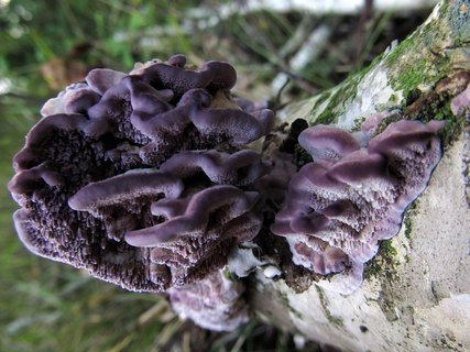 Trichaptum biforme