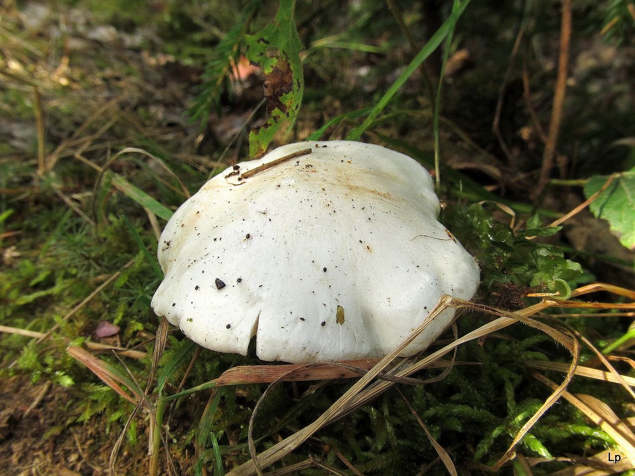 Tricholoma columbetta