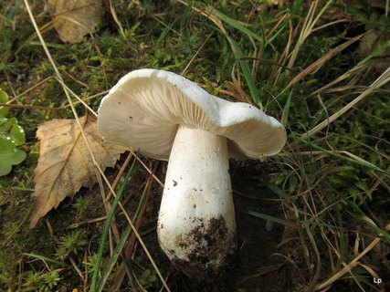 Tricholoma columbetta