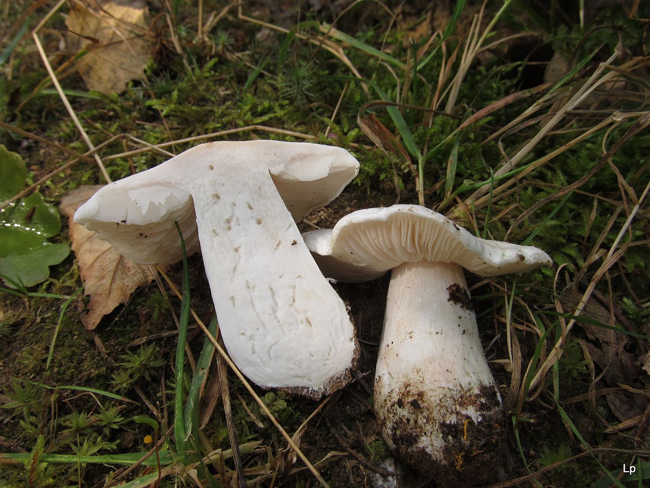 Tricholoma columbetta