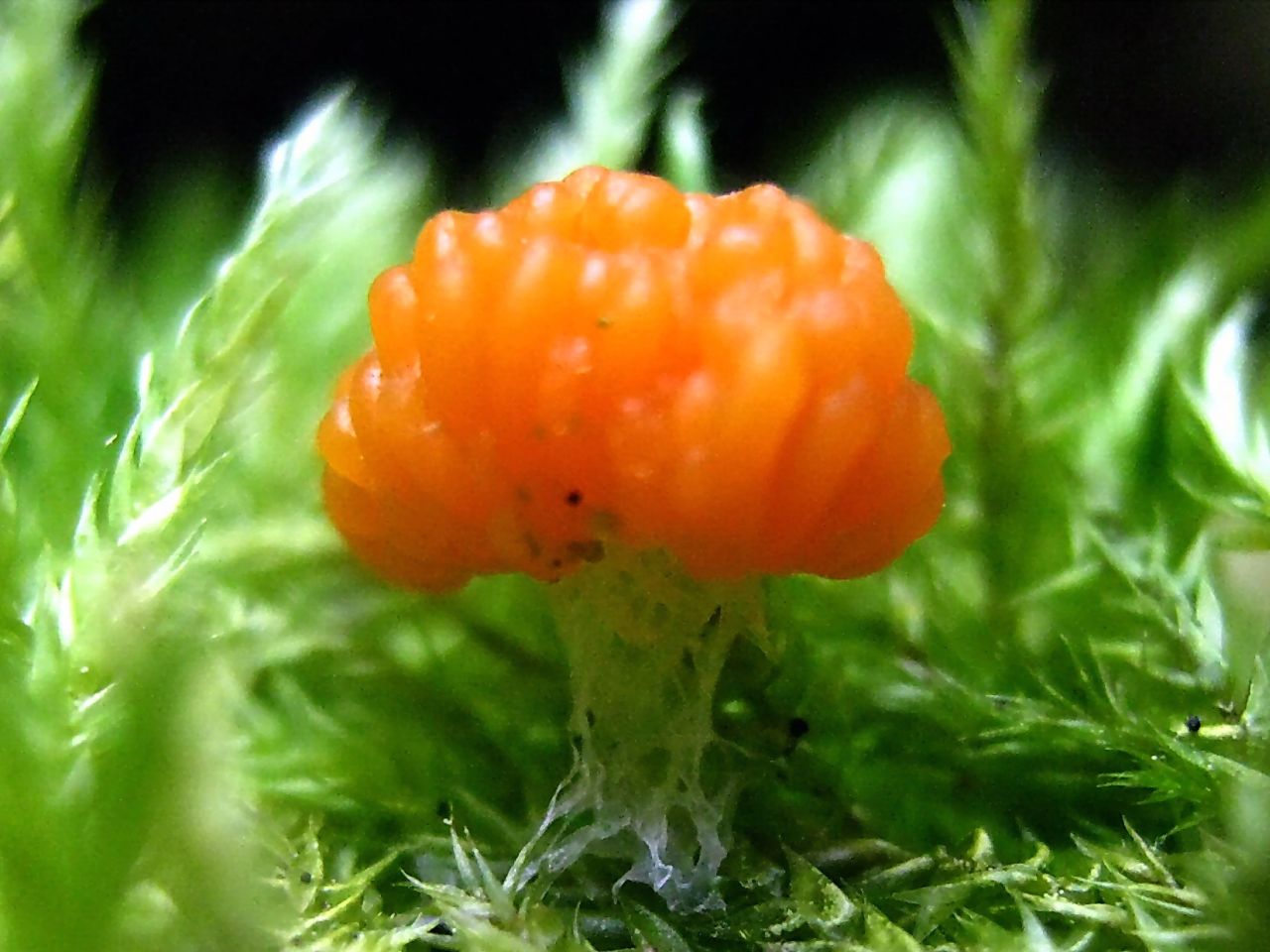 Tubifera ferruginosa