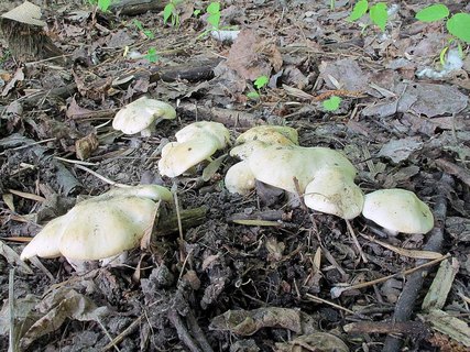 Calocybe gambosa