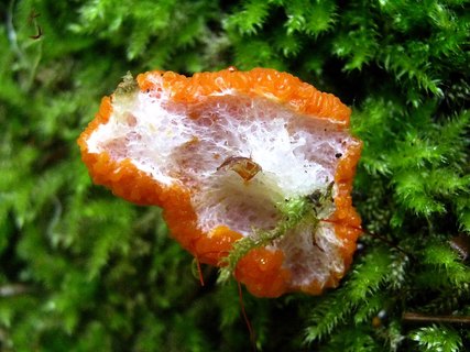 Tubifera ferruginosa