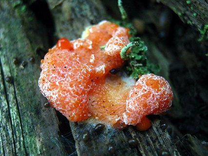 Tubifera ferruginosa