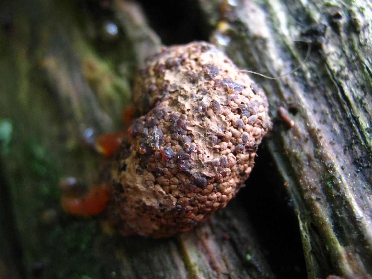 Tubifera ferruginosa