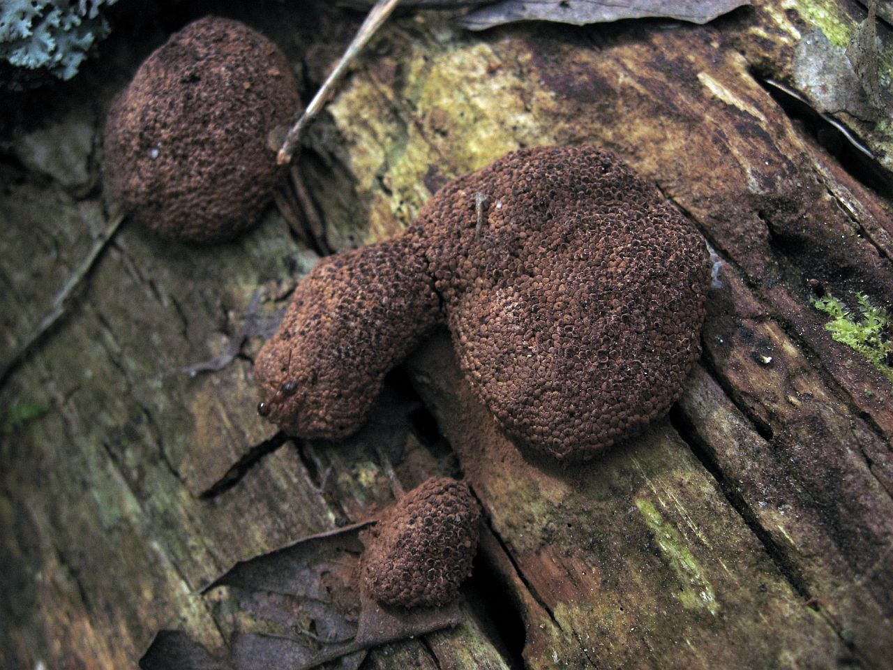 Tubifera ferruginosa